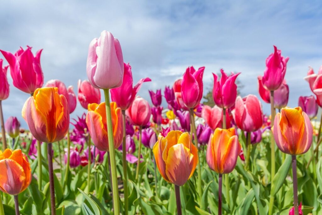 Tulipaner