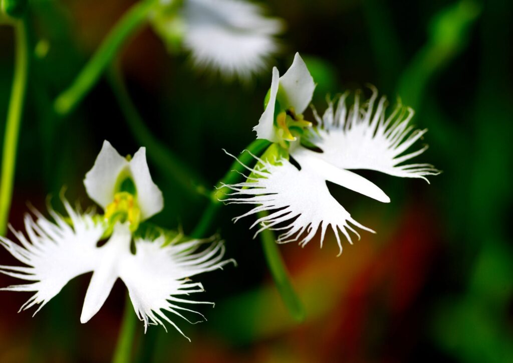Habenaria radiata-orkidéer