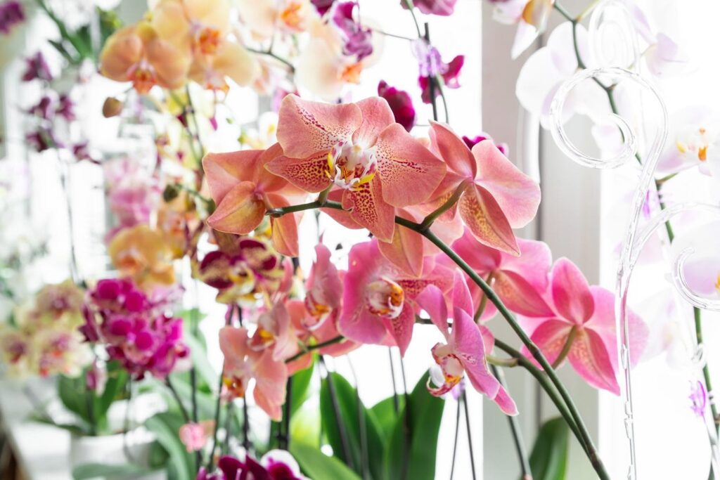 Cymbidium-orkidéer