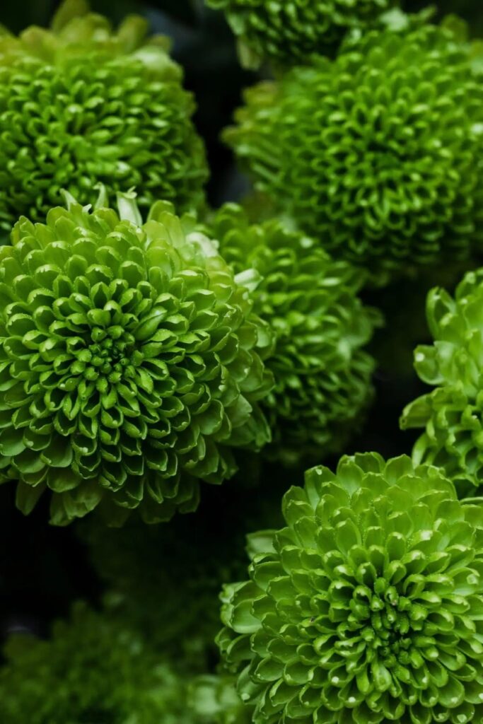 Grønne blomster