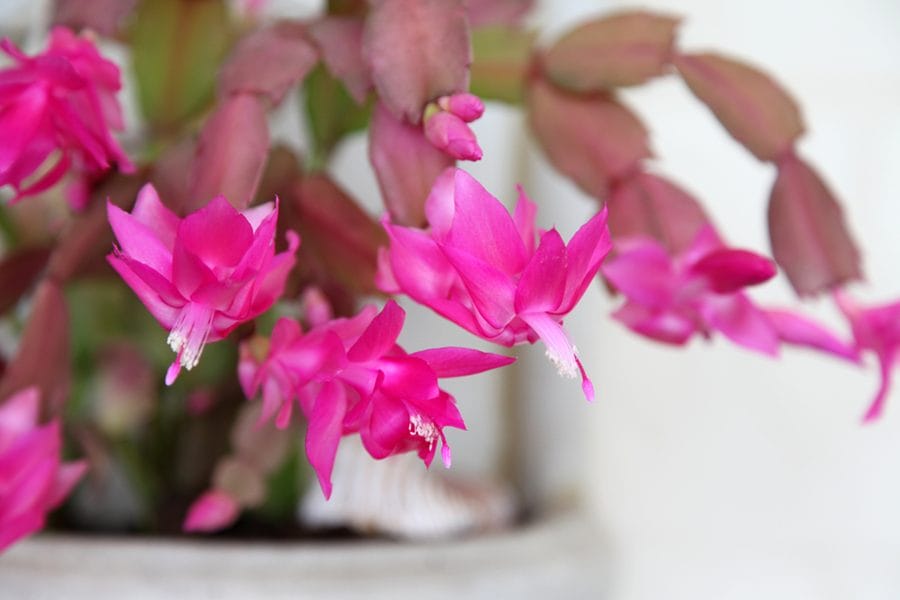 novemberkaktus pink lyserød