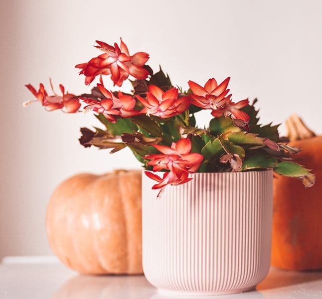 novemberkaktus orange rød