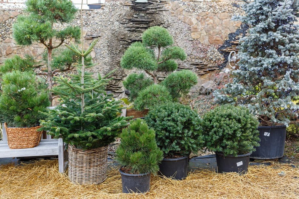 Juletræ og buske i haven