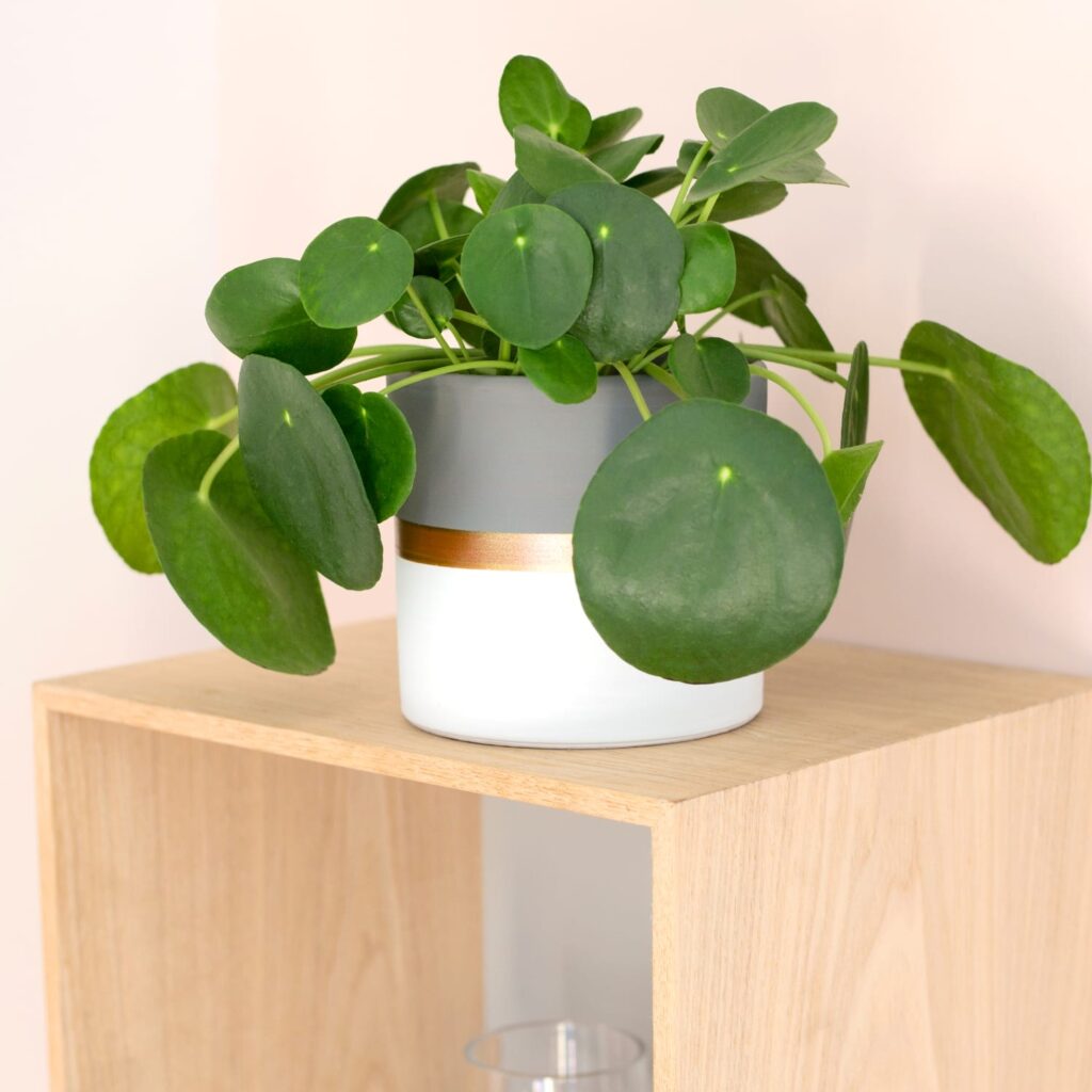 pilea i potte