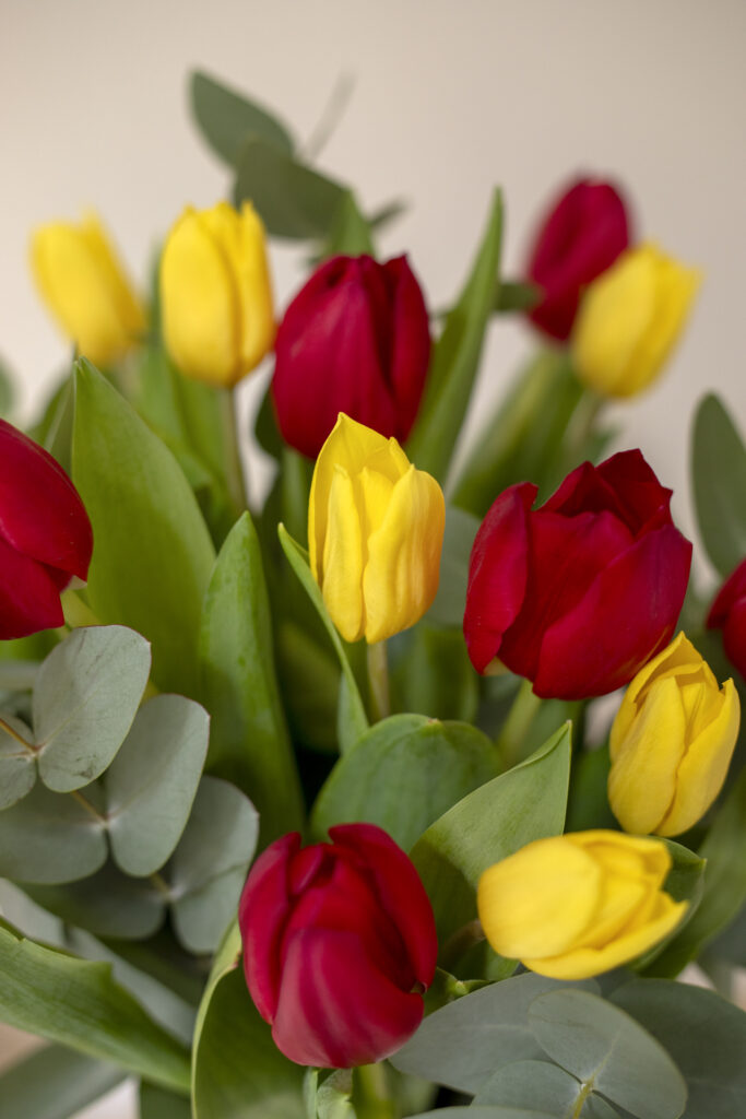Multifarvet tulipaner close up