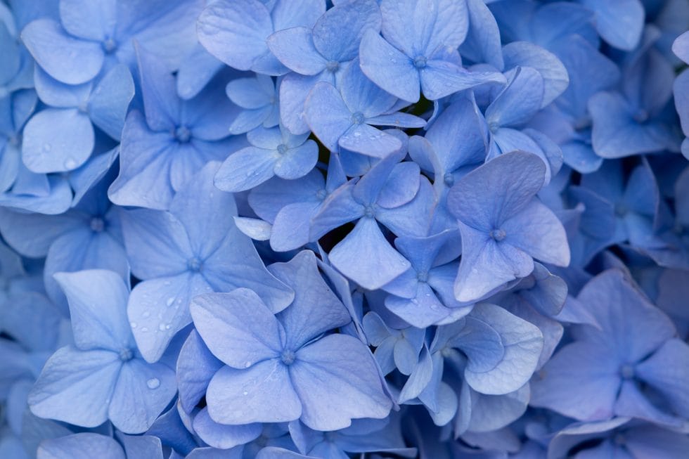 blå hortensia