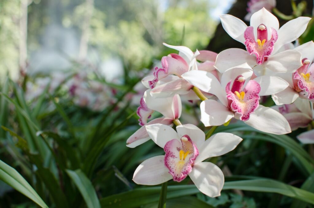 cymbidium-orkidéen