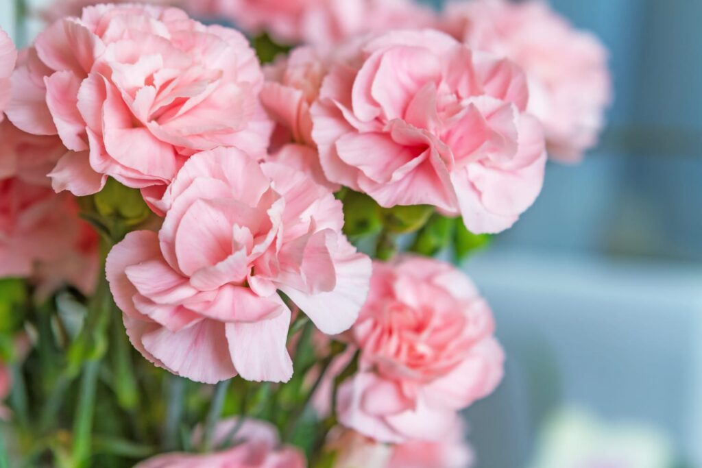 lyserøde nellikeblomster