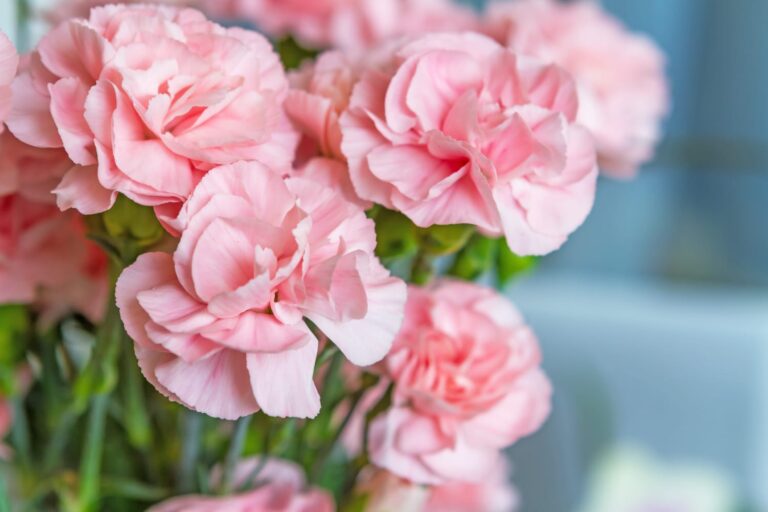lyserøde nellikeblomster