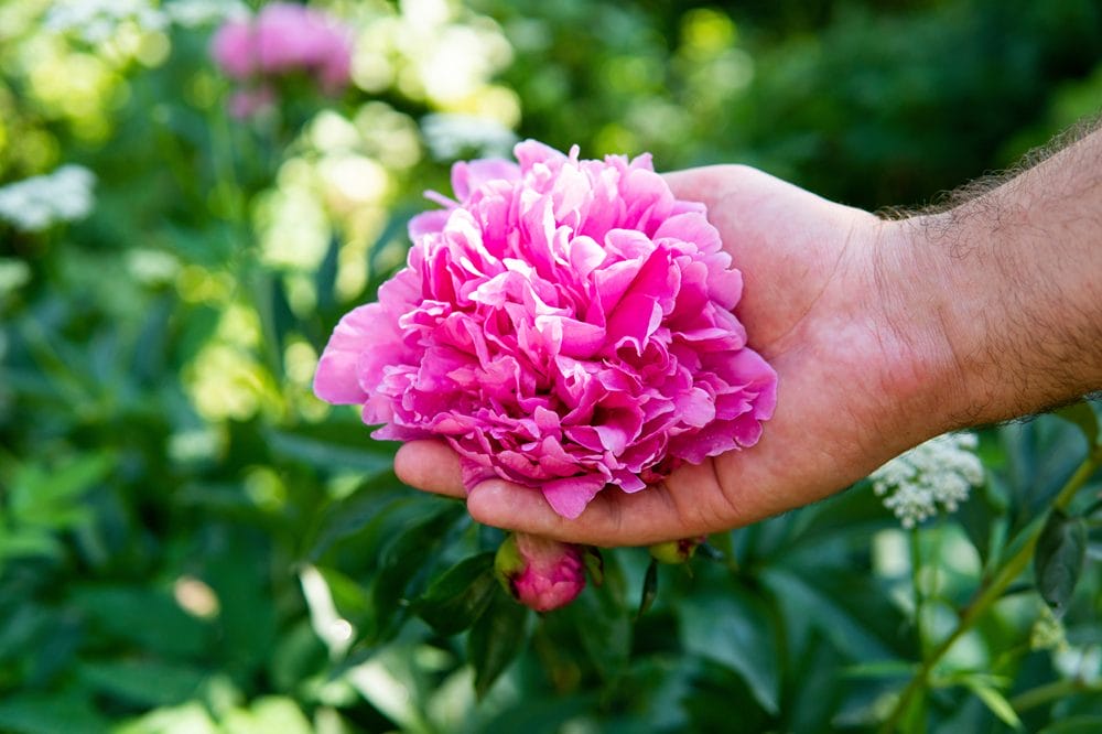 Lactiflora Pæon
