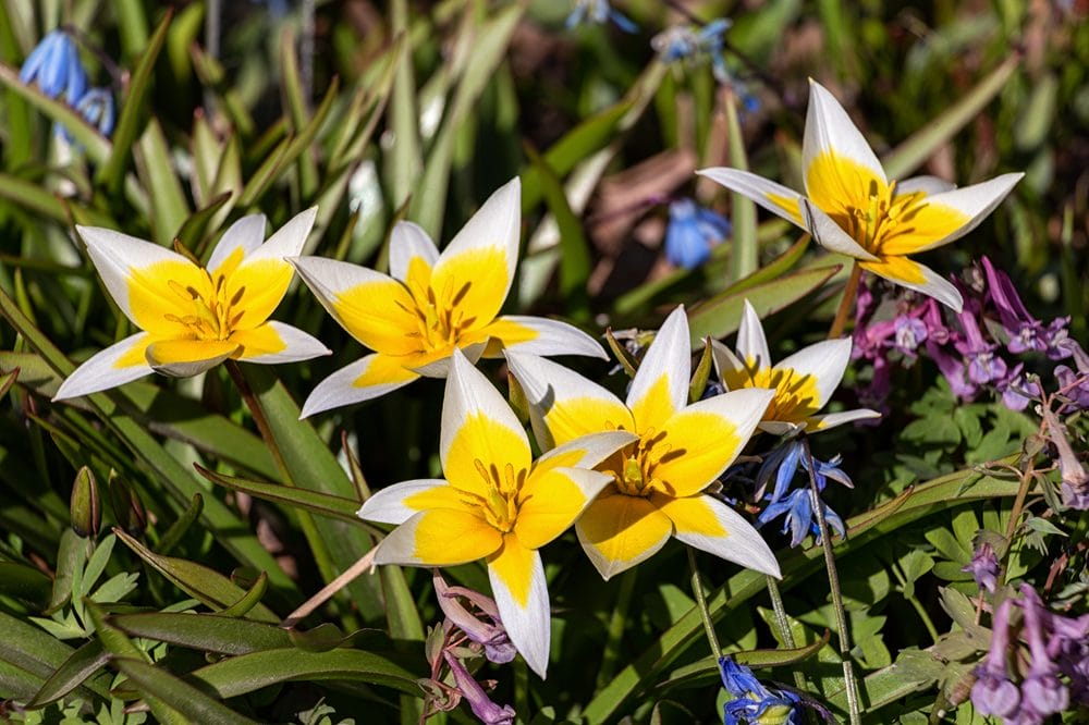 Gul Tarda tulipan