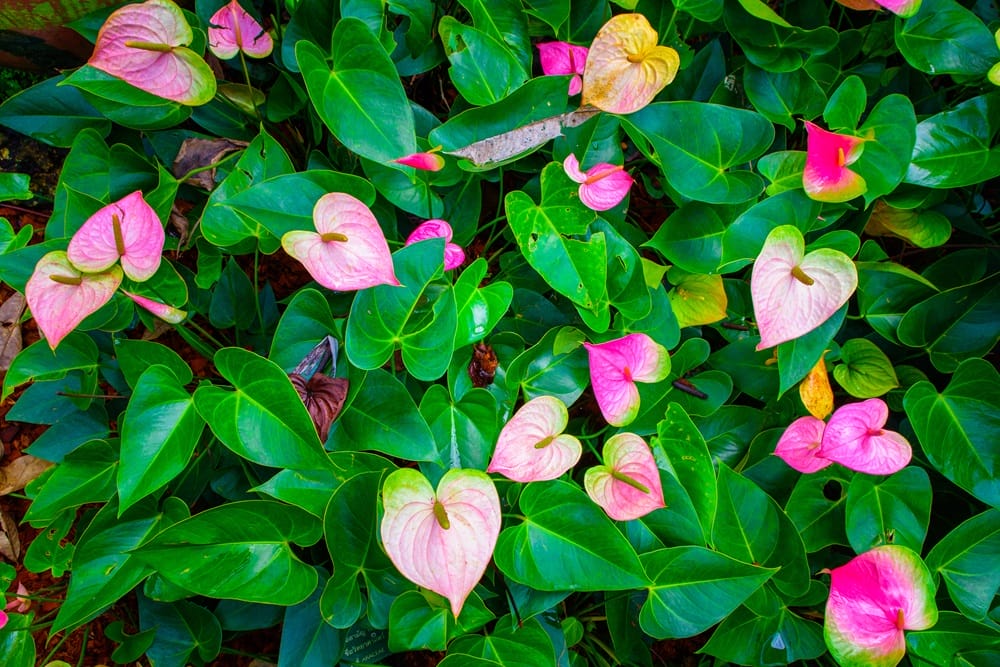 flamingoblomster