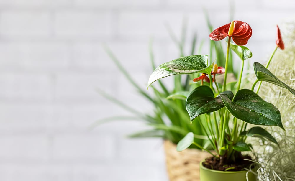 Anthurium indendørs