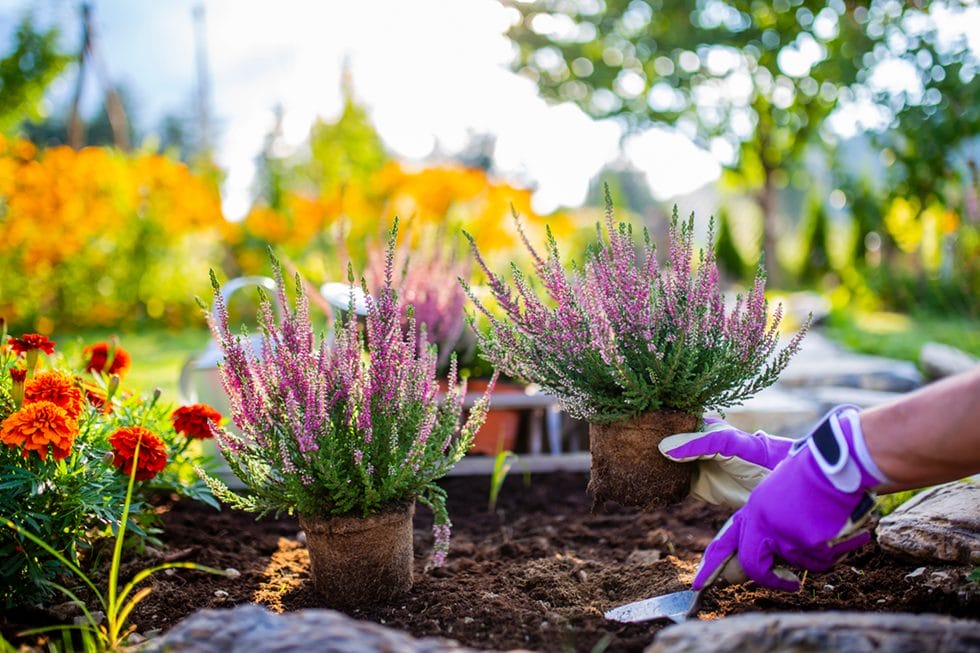 dame planter flotte lilla planter i jord
