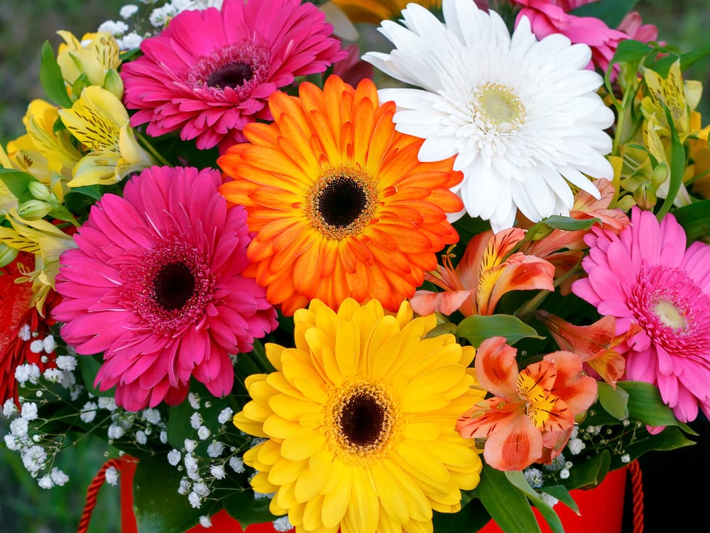 Gerbera