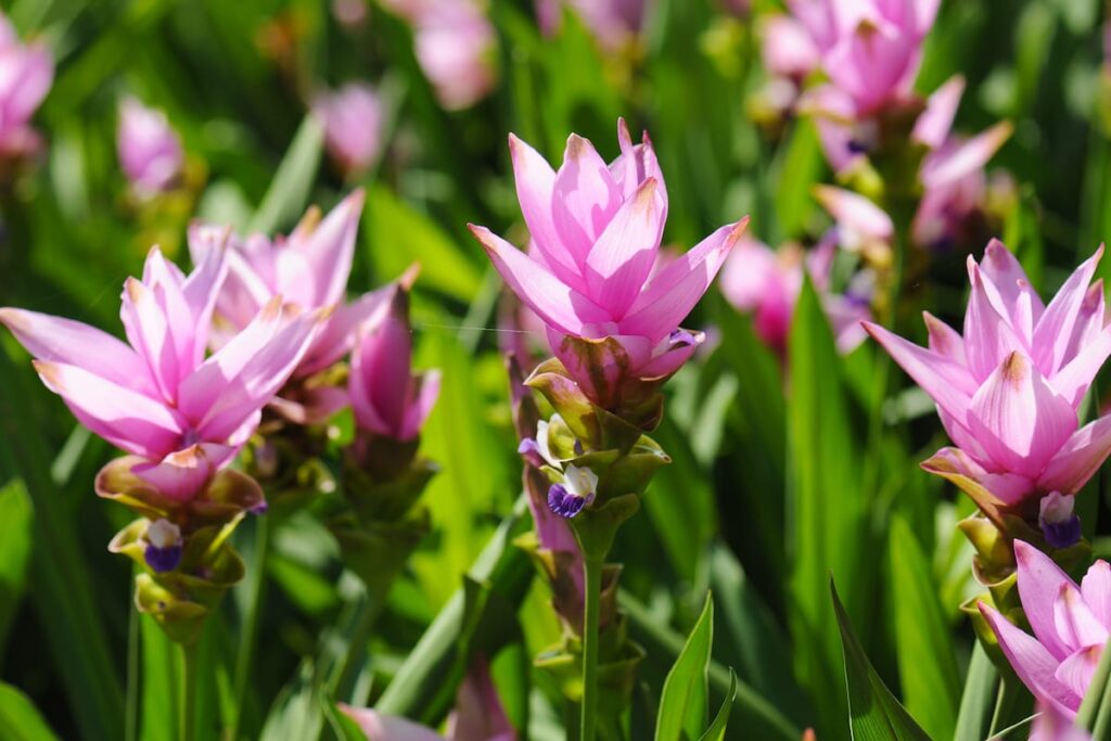 Den pink og eksotiske thailandske tulipan