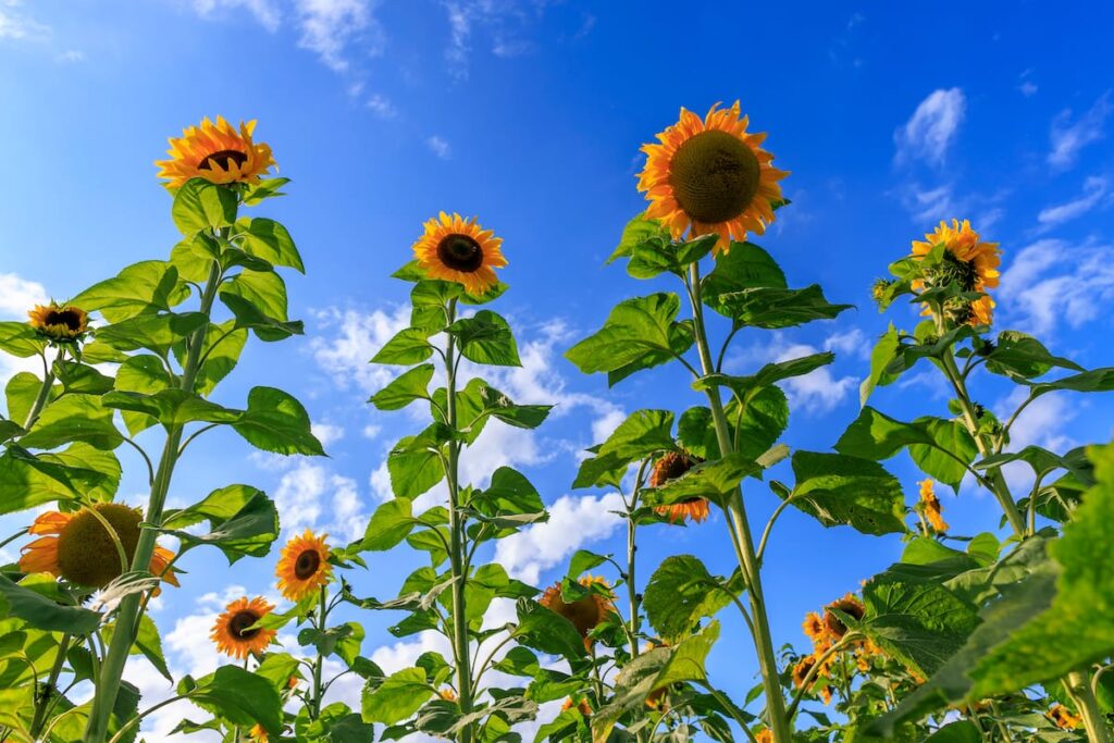 Høje solsikker i naturen med blå himmel