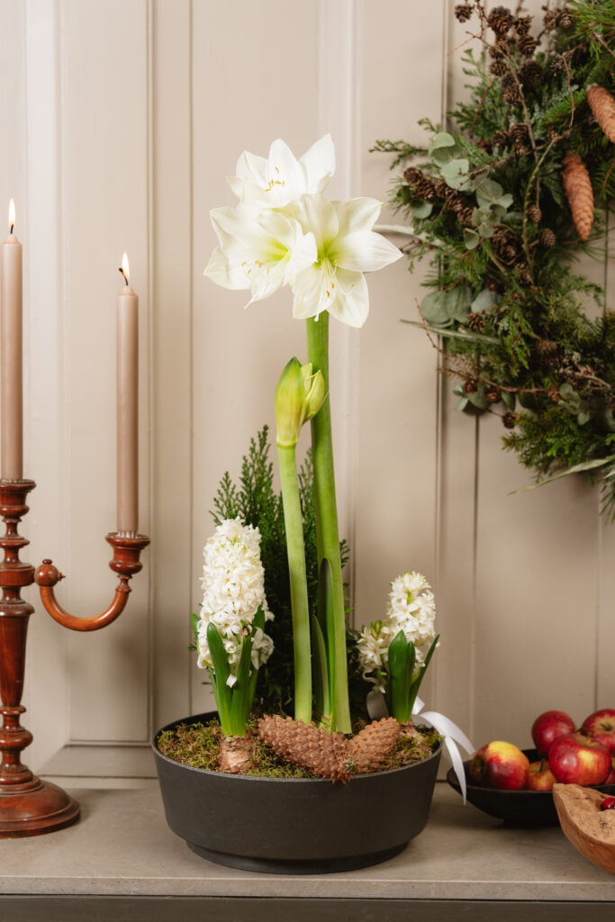 Sammenplantning af hvid amaryllis og hvide hyacinter