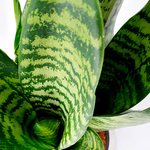 Sanseveria close up