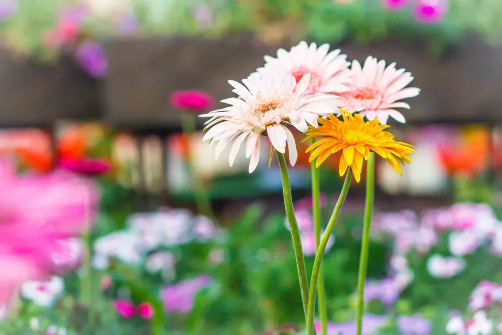 gerbera garvinea i naturen