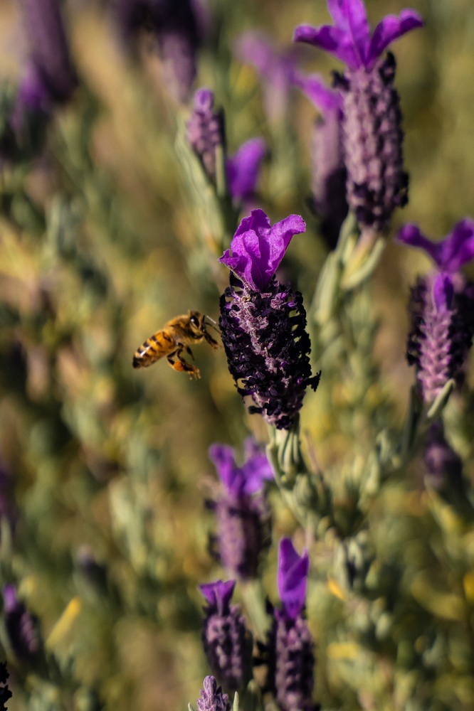 bi i lavendelmark sommerfugle