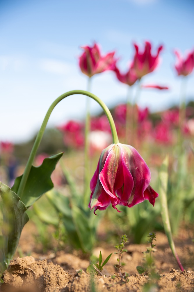 visne lyserøde tulipaner i naturen