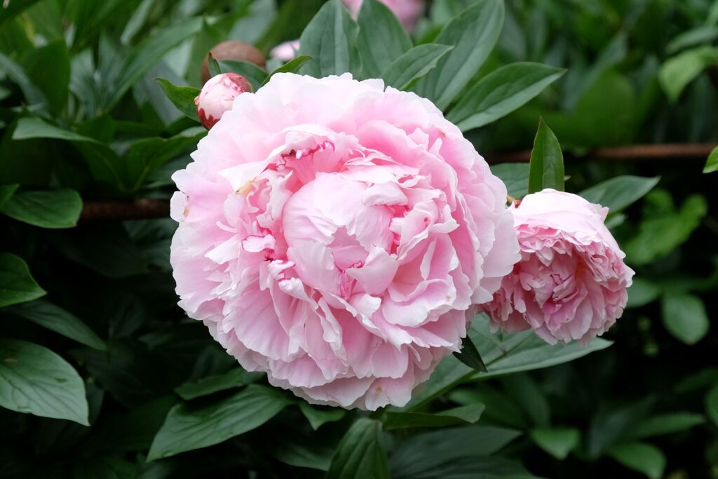 Sarah-Bernhardt pæon i haven