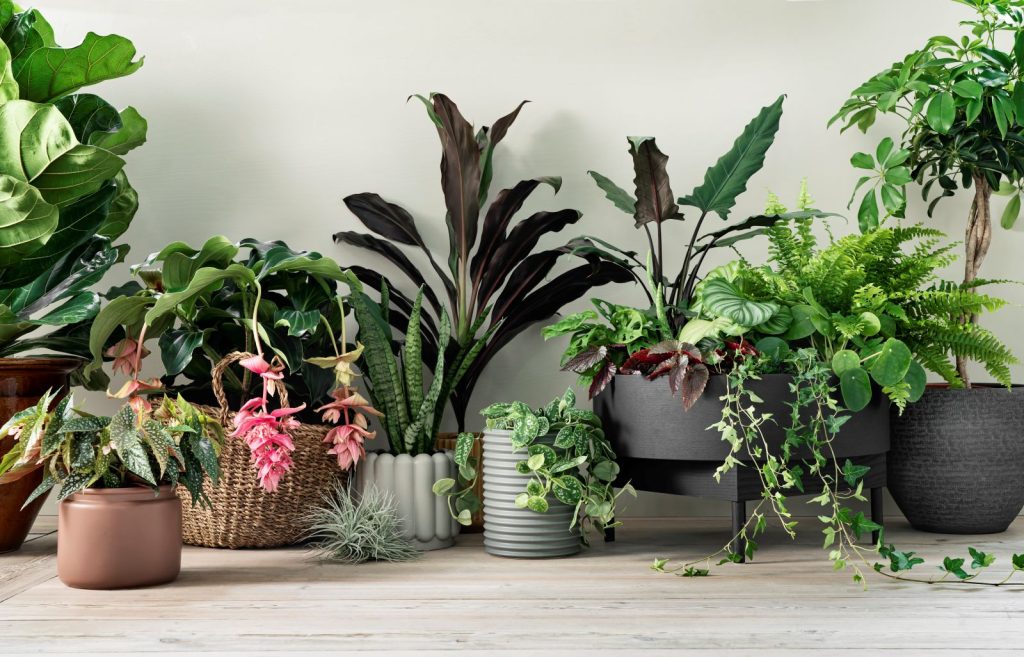 Ficus Lyratha Begonia Alocaisa Hedera Medinilla