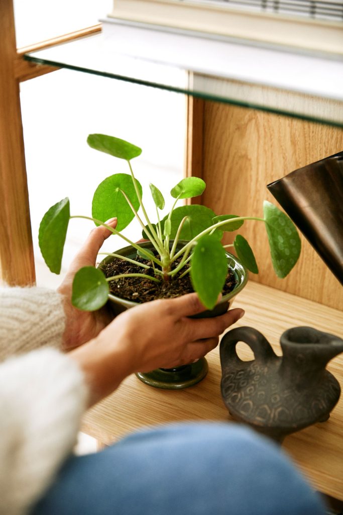 Pilea plante peperomioides