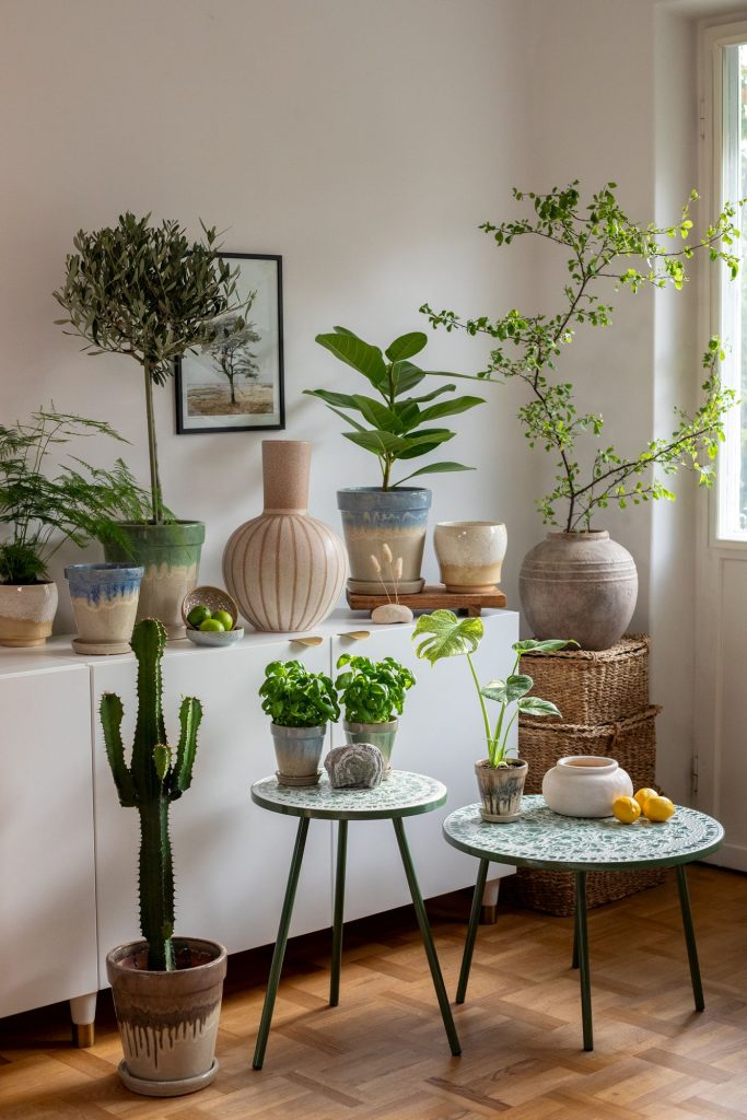 Flotte grønne planter i hjemmet