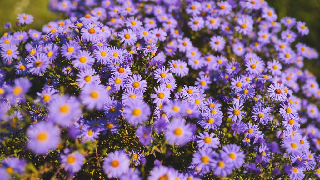 Lilla asters på mark